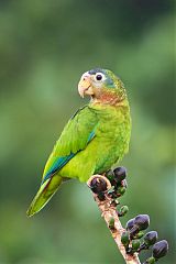 Yellow-billed Parrot